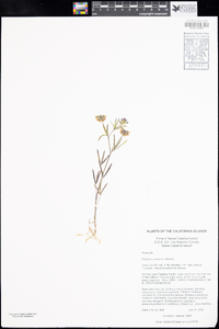 Trifolium palmeri image