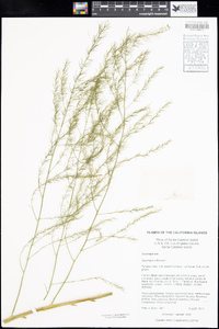 Asparagus officinalis image