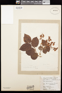 Gaultheria shallon image