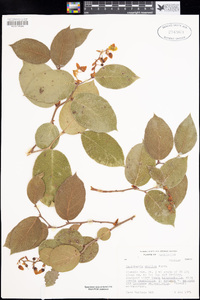 Gaultheria shallon image