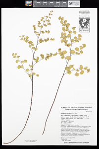 Adiantum jordanii image