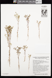 Amblyopappus pusillus image