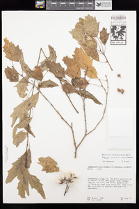 Populus ilicifolia image
