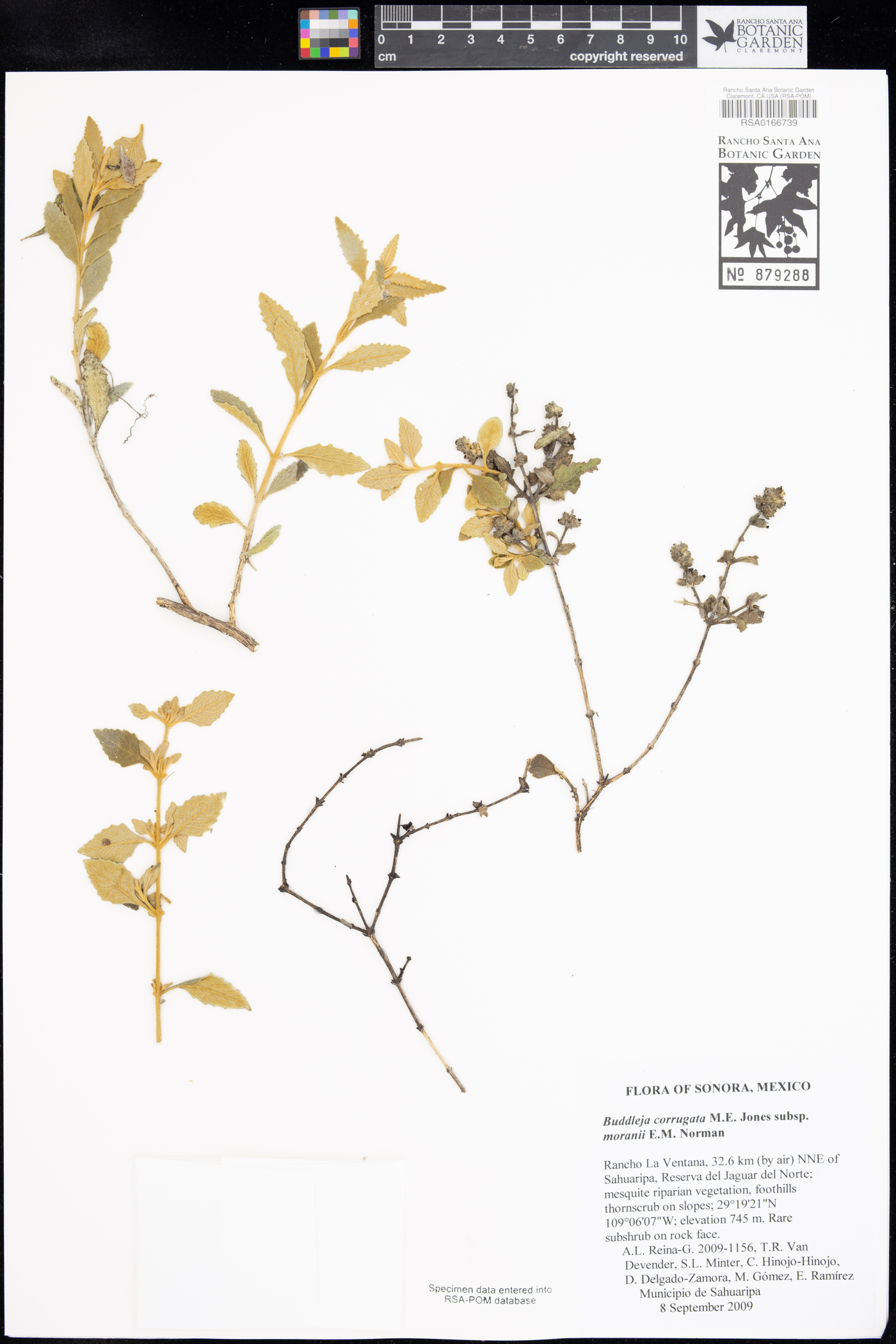 Buddleja corrugata subsp. moranii image