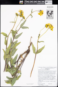 Helianthus gracilentus image