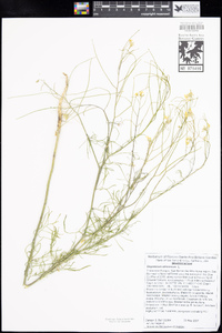 Sisymbrium altissimum image