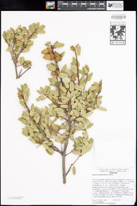 Quercus berberidifolia image