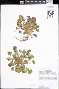 Claytonia rubra image