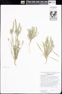 Plantago patagonica image