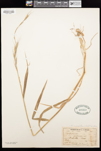 Elymus semicostatum image