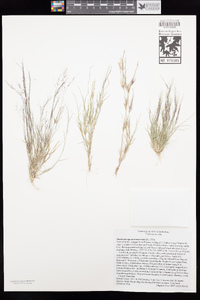 Muhlenbergia microsperma image