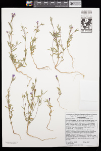 Clarkia purpurea image