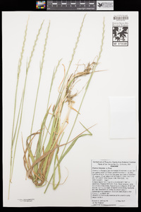 Elymus hispidus image