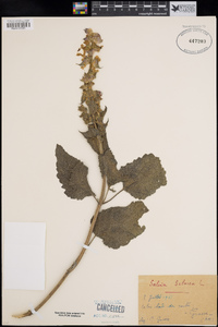 Salvia sclarea image