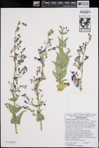 Penstemon spectabilis image