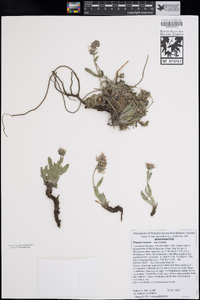 Phacelia hastata subsp. hastata image