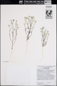 Eriastrum eremicum subsp. eremicum image