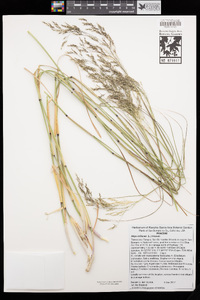 Stipa miliacea var. miliacea image