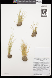 Juncus bufonius var. bufonius image