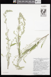 Artemisia ludoviciana image