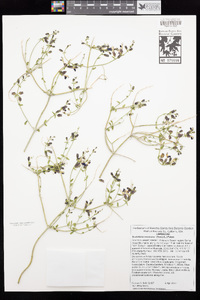 Scutellaria mexicana image