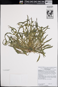 Claytonia parviflora image