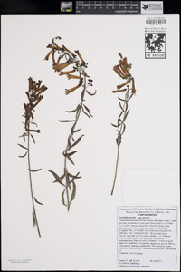 Keckiella ternata subsp. ternata image