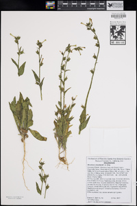 Nicotiana clevelandii image