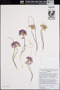 Allium parryi image