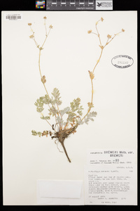 Potentilla breweri var. breweri image