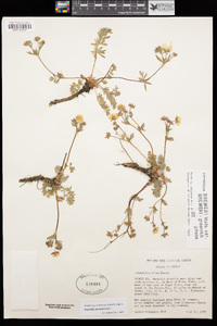 Potentilla millefolia var. klamathensis image