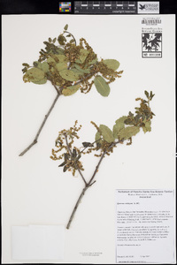 Quercus wislizeni image