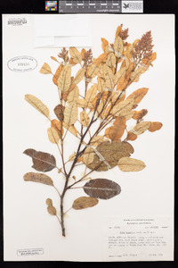 Malosma laurina image