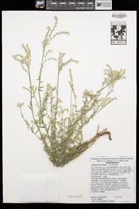 Cryptantha muricata var. muricata image