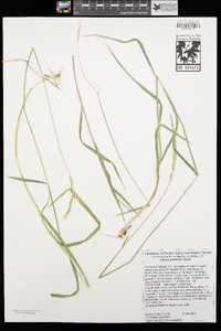 Elymus stebbinsii image