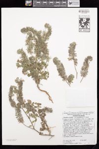 Phacelia cicutaria var. hispida image