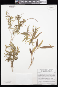 Rhus lancea image