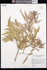 Rhus lancea image