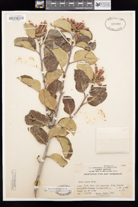 Rhus ovata image