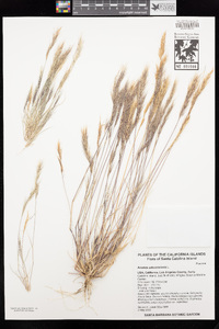 Aristida adscensionis image