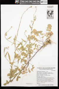 Sisymbrium officinale image