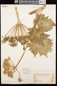 Heracleum maximum image