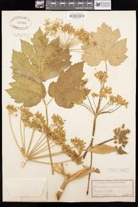 Heracleum maximum image