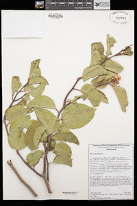 Rhus ovata image