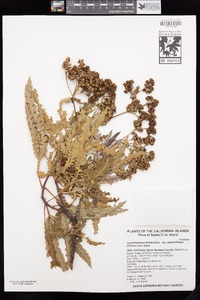 Lyonothamnus floribundus subsp. aspleniifolius image