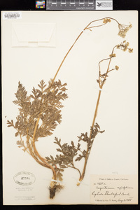 Ligusticum apiifolium image