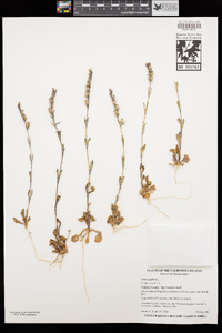 Silene gallica image