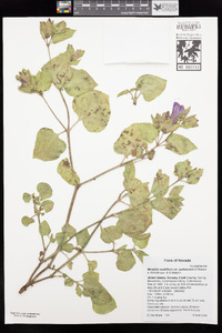 Mirabilis multiflora image