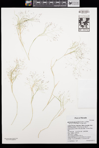 Muhlenbergia porteri image