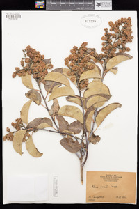 Rhus ovata image